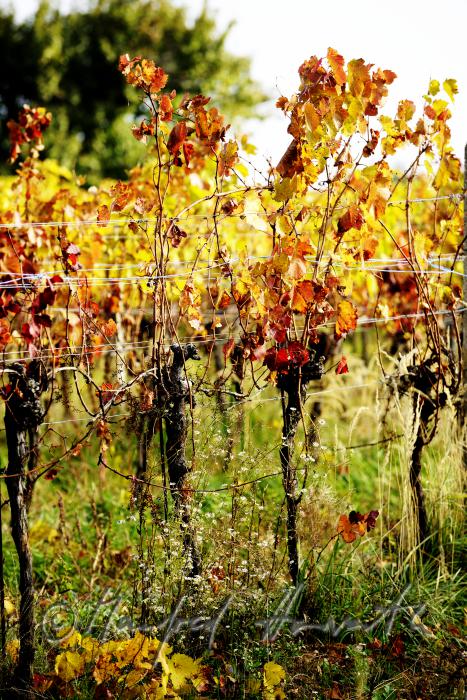 herbstlich verfärbte Blätter und Weinstock