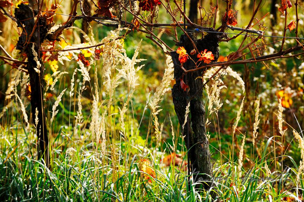 herbstlich verfärbte Blätter und Weinstock