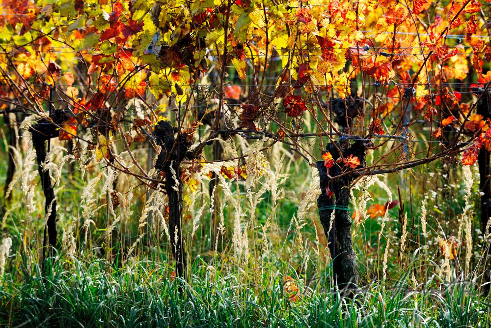 herbstlich verfärbte Blätter und Weinstock