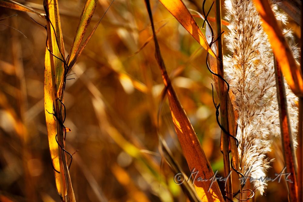 Schilfrohrblüte im Herbst