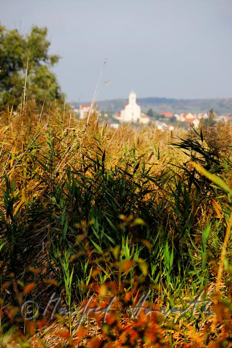 Blick von Purbach über den Schilfgürtel nach Jois