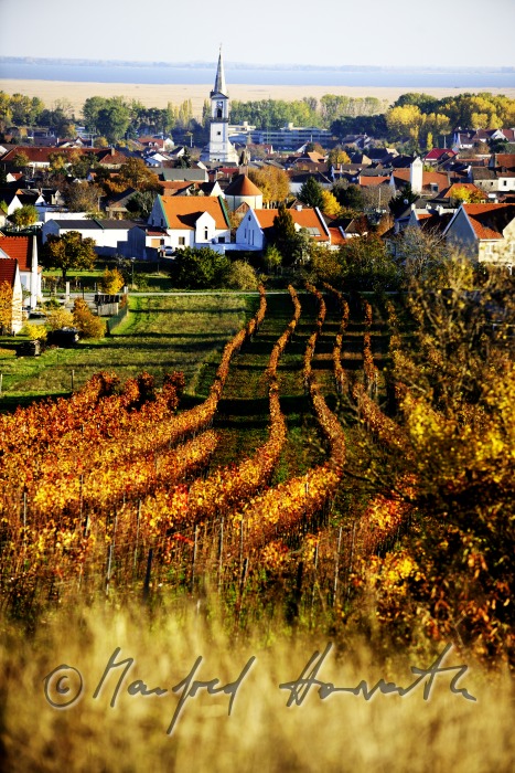 Blick vom Spitz über die Weingärten zum Neusiedlersee