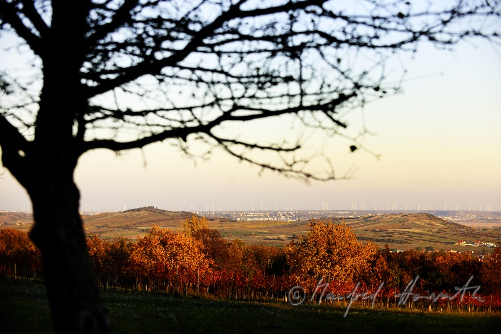 Blick vom Leithagebirge auf den Hackelsberg
