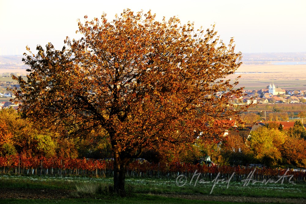 Blick vom Leithagebirge auf den Ortskern und den Neusiedlersee