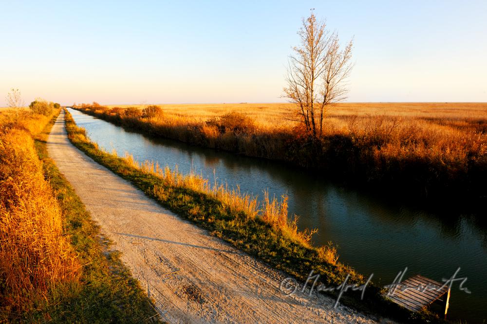 Schilf im schmalen Wasser-Kanal