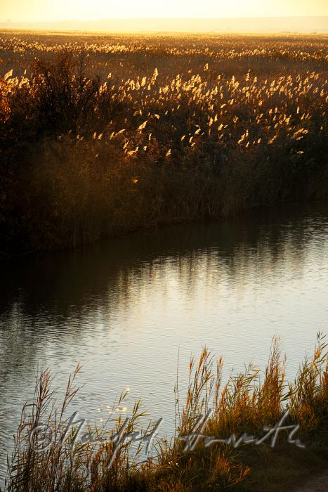 Schilf im schmalen Wasser-Kanal