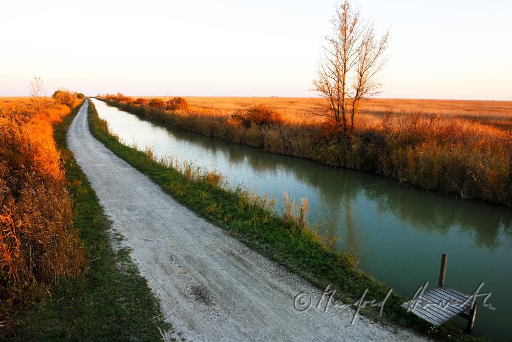 Schilf im schmalen Wasser-Kanal