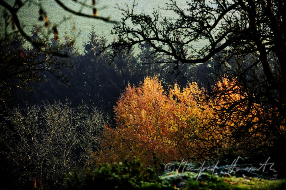 Herbstwald im Naturschutzgebiet