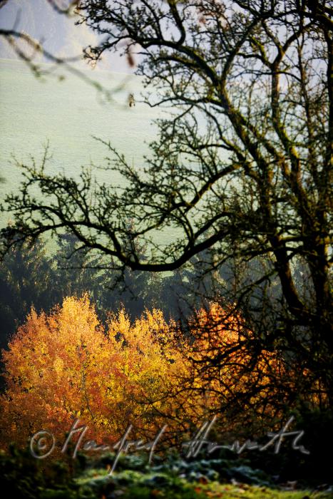 Herbstwald im Naturschutzgebiet