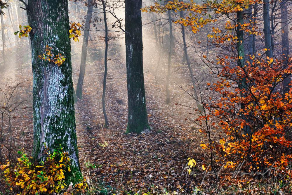 Morgennebel im Mischwald bei Bad Mühllacken