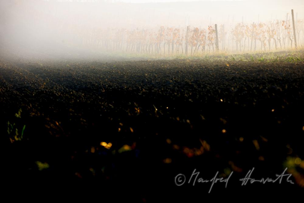 Weingärten im Morgennebel