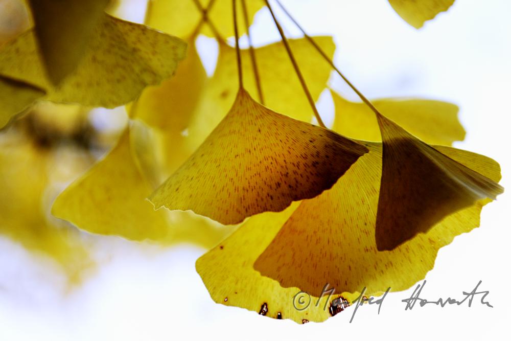 Ginko-Blätter in Herbstfarben im Schlosspark