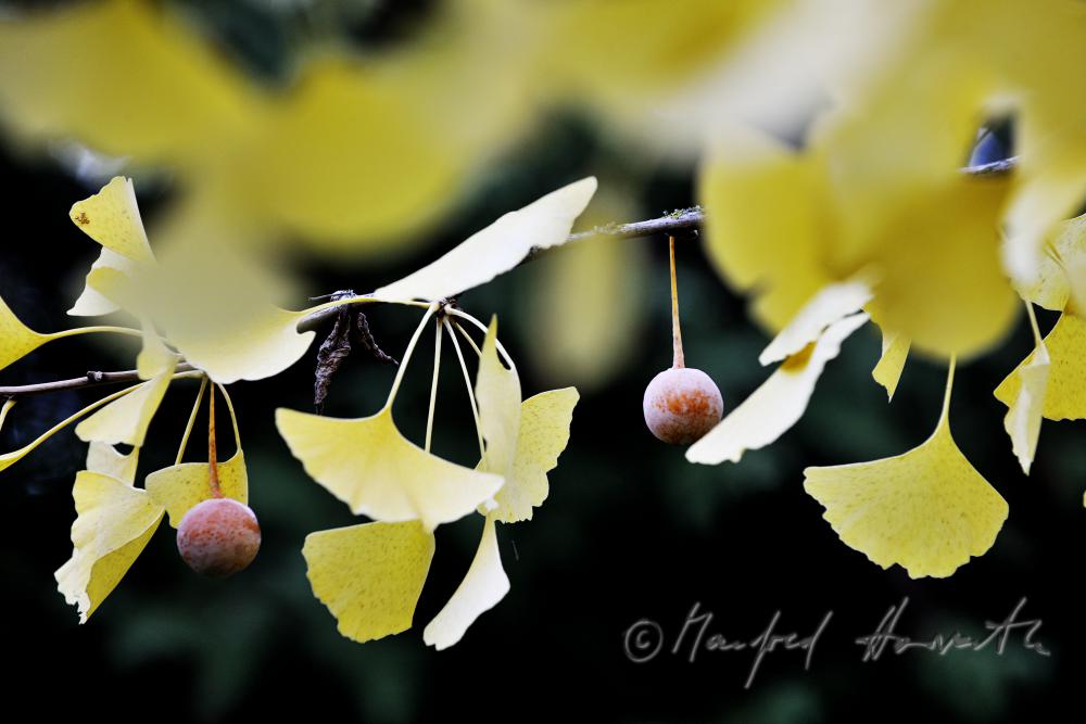 Ginko-Blätter in Herbstfarben im Schlosspark
