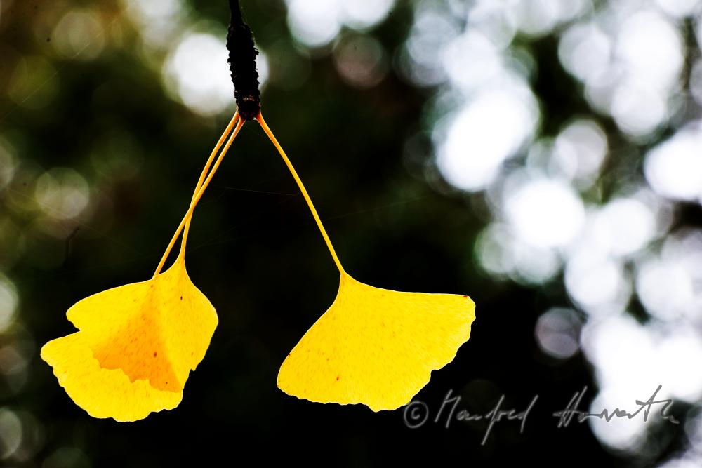 Ginko-Blätter in Herbstfarben im Schlosspark