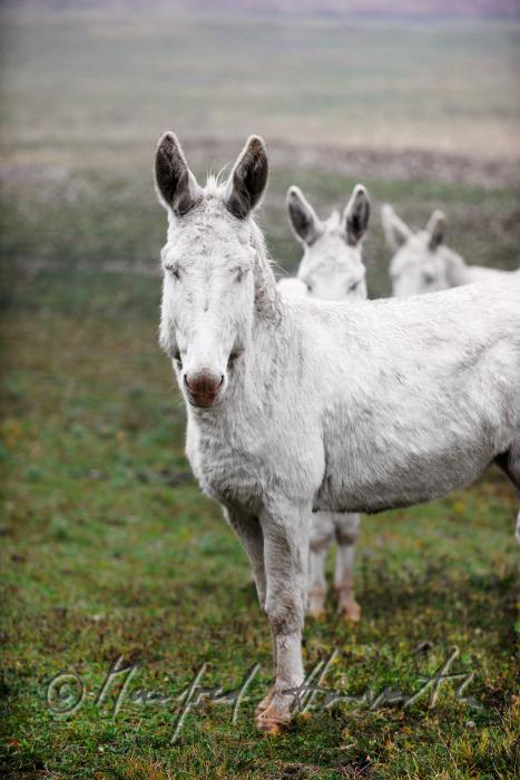 Weiße Esel im Nationalpark auf der Weide