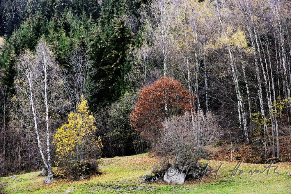 Granitfindling an der Waldlichtung beim Ederbauern