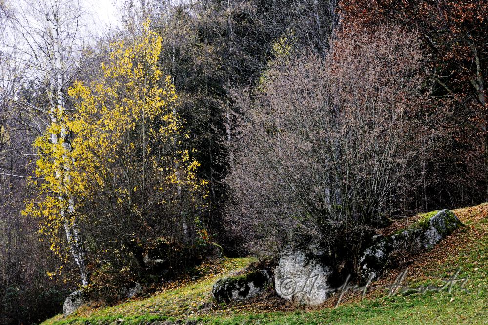 Granitfindling an der Waldlichtung beim Ederbauern