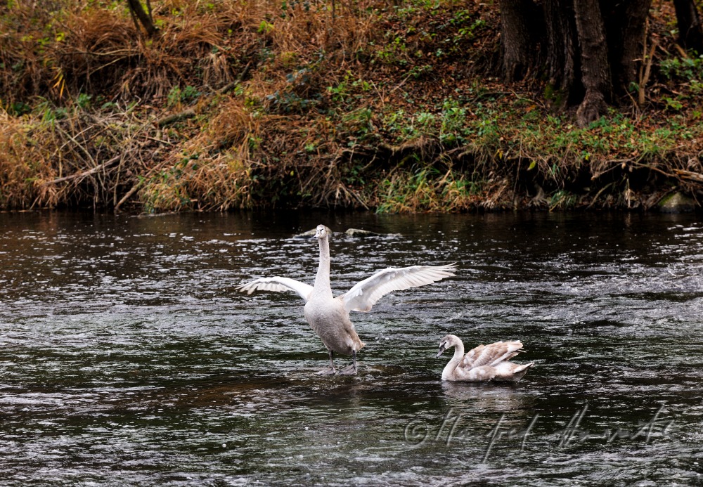 Flussbett des Kamp in Herbstfarben