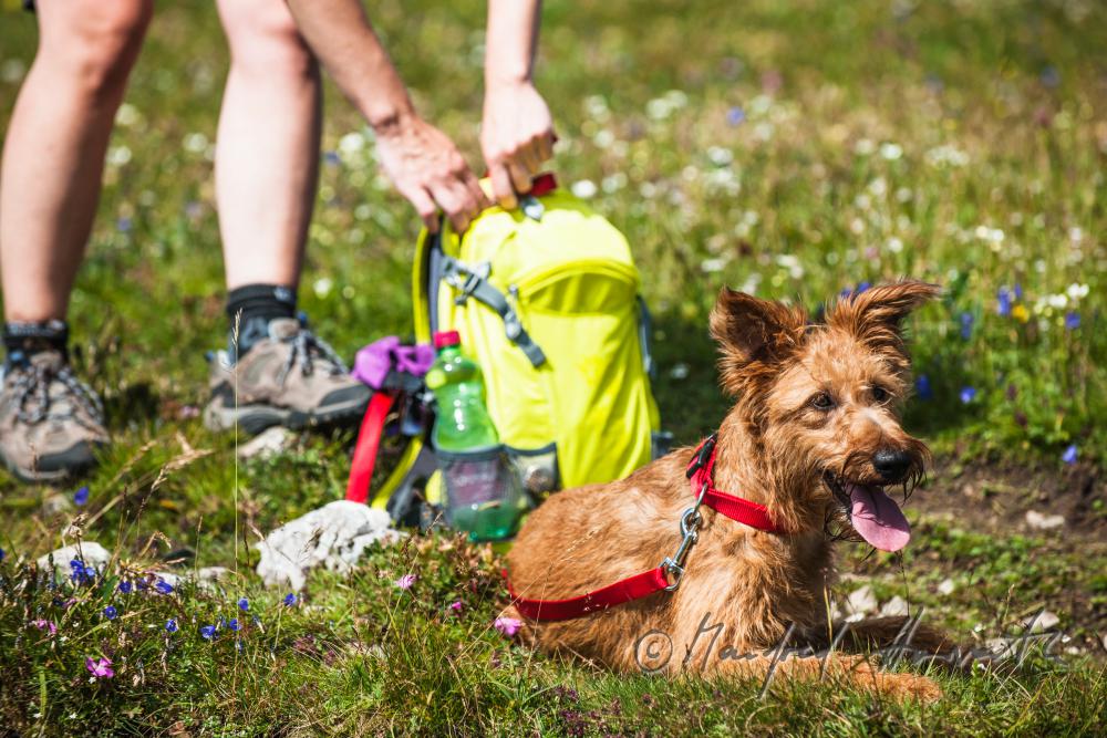 Wandererin mit Hund auf dem Höhenweg