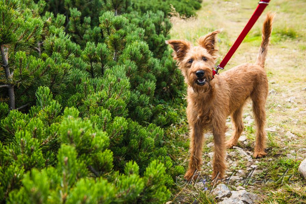Wandern mit Hund: Airedale Terrier neben Latschen