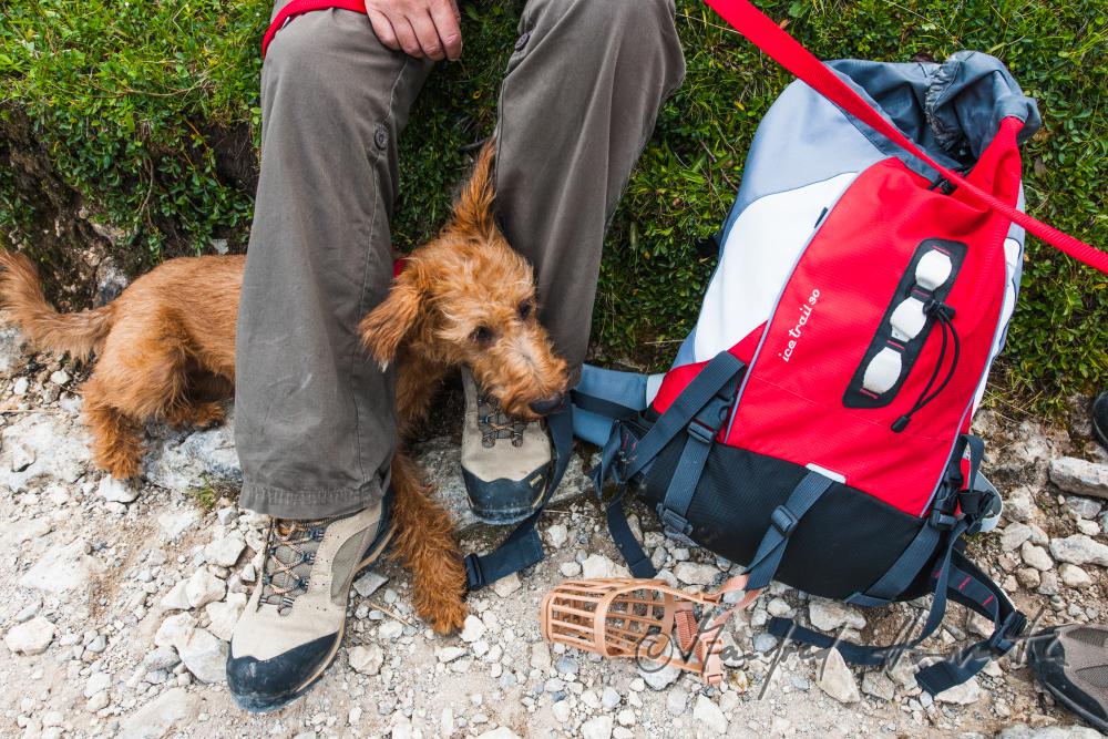 Wandererin mit Hund auf dem Höhenweg