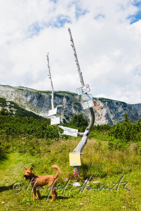 Airedale Terrier beim Wegweiser der 