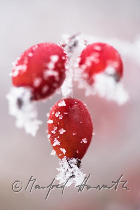 reife Hagebutten mit Rauhreif-Eiskristallen auf einem Strauch