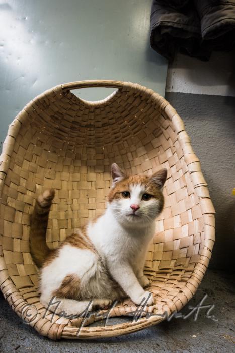 Katze in einer Schwinge in der Werkstätte des Korbbinders