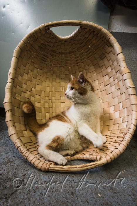 Katze in einer Schwinge in der Werkstätte des Korbbinders