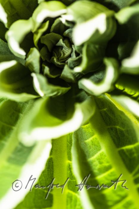 frische Triebe einer Distel