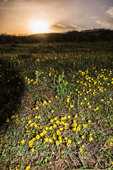 Illyrischer Hahnenfuß im Naturschutzgebiet Thenau