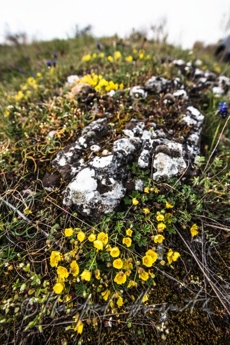 Illyrischer Hahnenfuß im Naturschutzgebiet Thenau