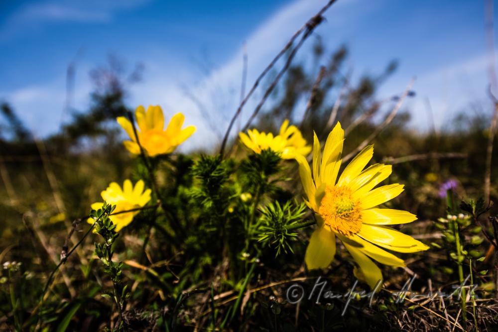 Adonisröschen (Adonis ramosa) im Naturschutzgebiet Thenau