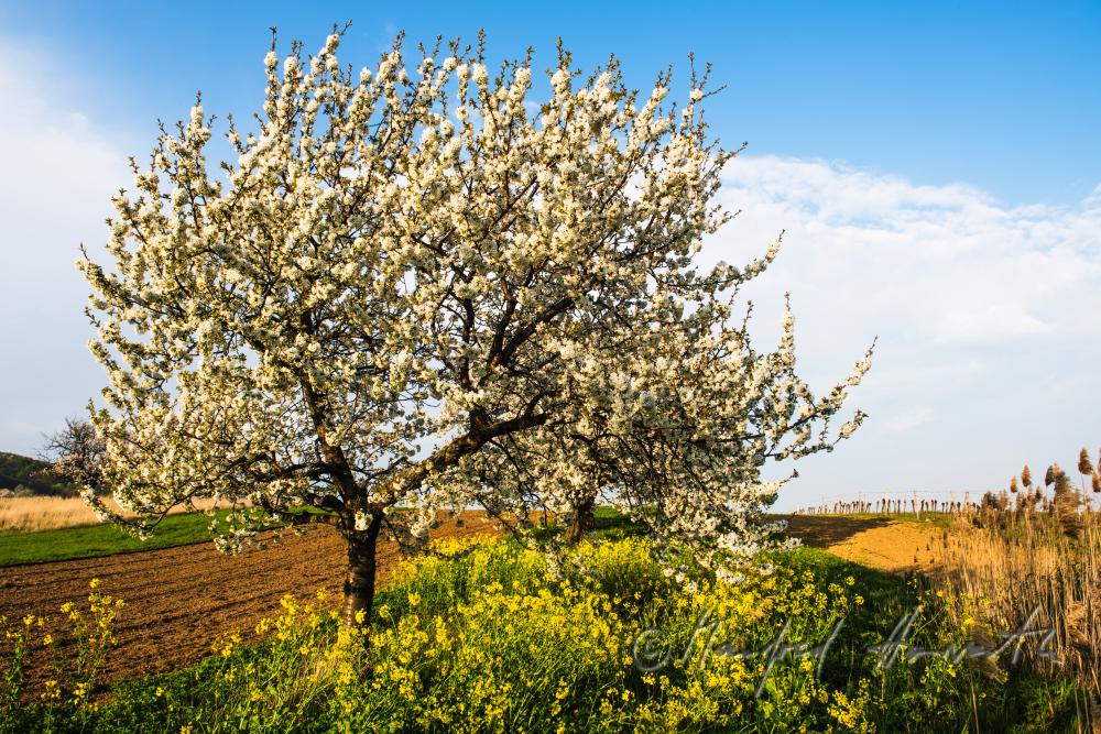blühender Kirschbaum im Weingarten
