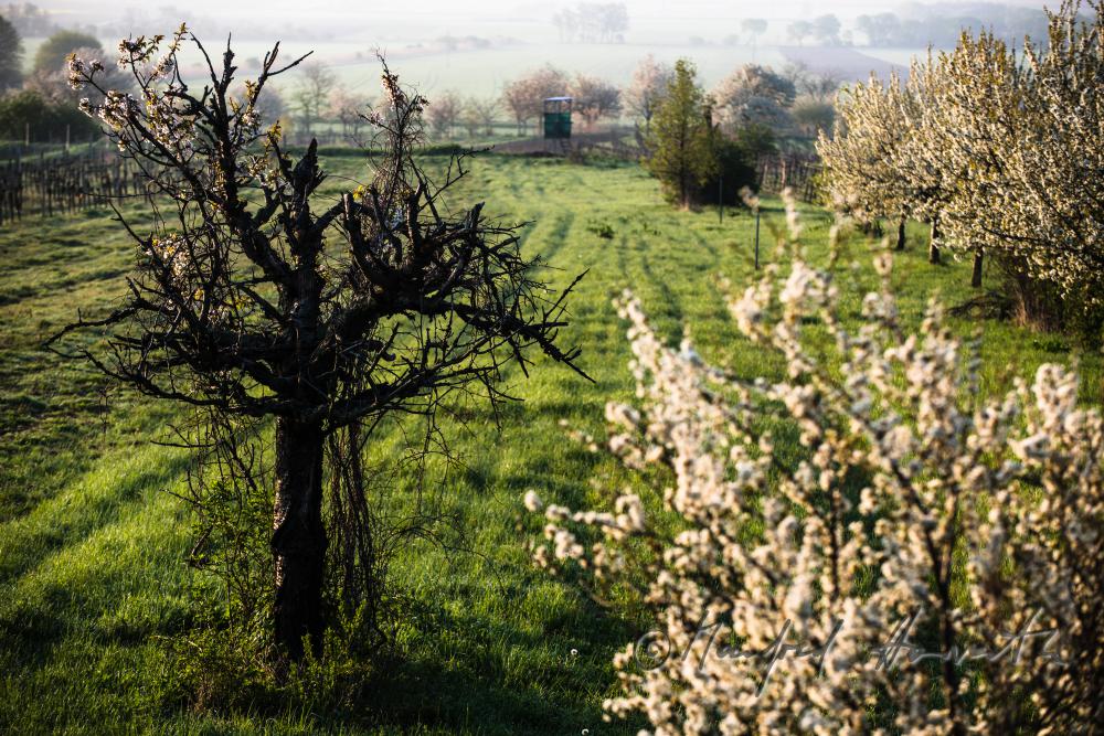 blühender Kirschbaum im Weingarten