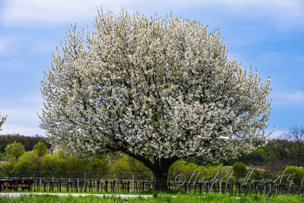 blühender Kirschbaum im Weingarten