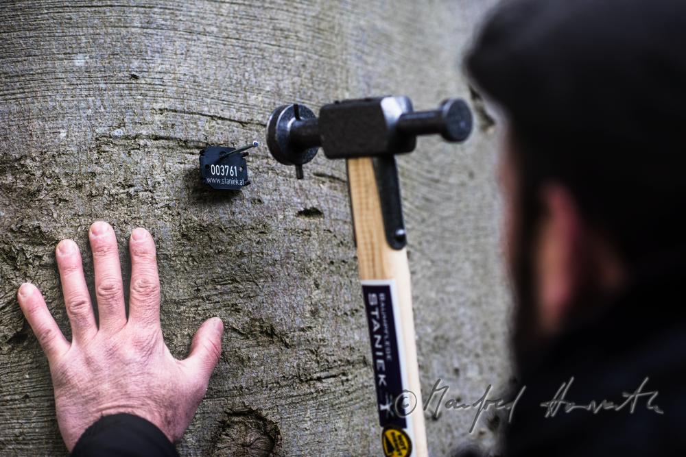 Baumpfleger markiert eine Buche mit individueller Plakette