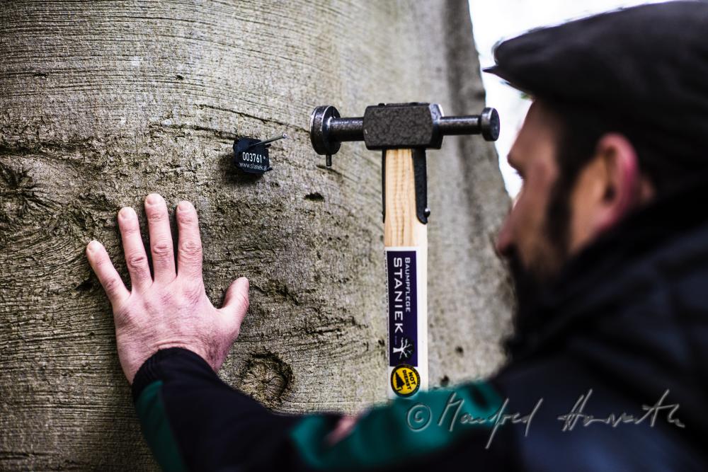 Baumpfleger markiert eine Buche mit individueller Plakette