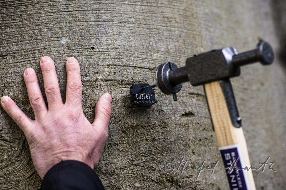 Baumpfleger markiert eine Buche mit individueller Plakette