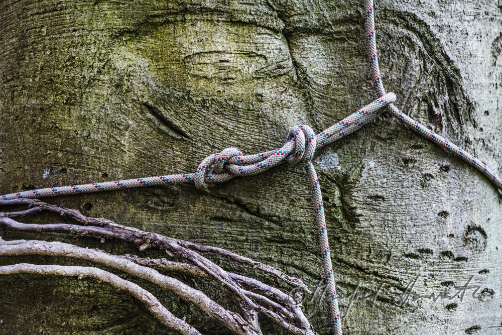 Stamm und Kletterseil bei der Baumpfleger-Arbeit