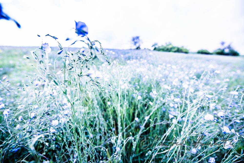 Wildblumenfeld mit blühendem Blauem Flachs