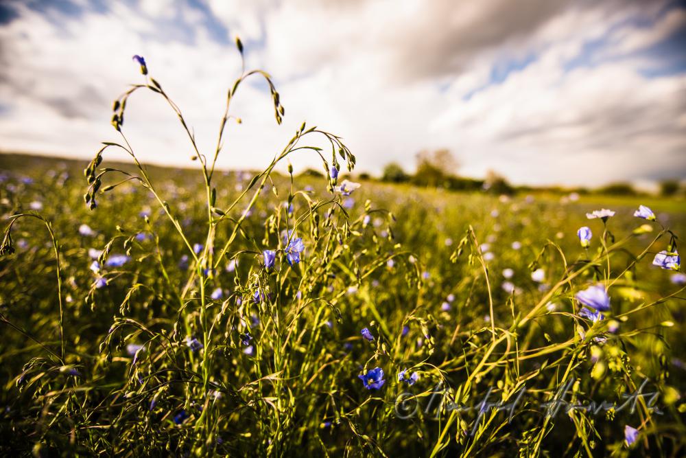 Wildblumenfeld mit blühendem Blauem Flachs