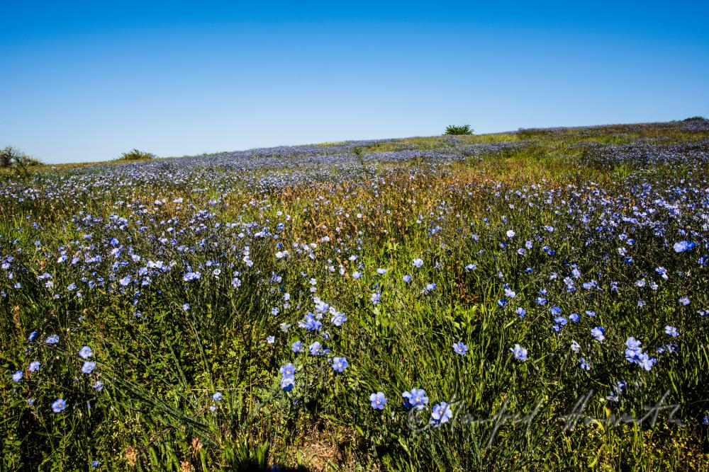 Wildblumenfeld mit blühendem Blauem Flachs