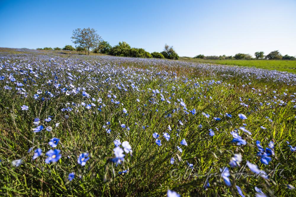Wildblumenfeld mit blühendem Blauem Flachs