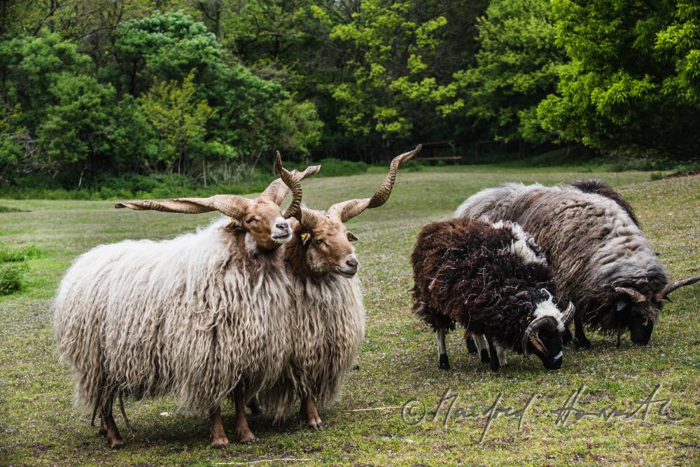 Zackelschaf im Gehege des Tierparks