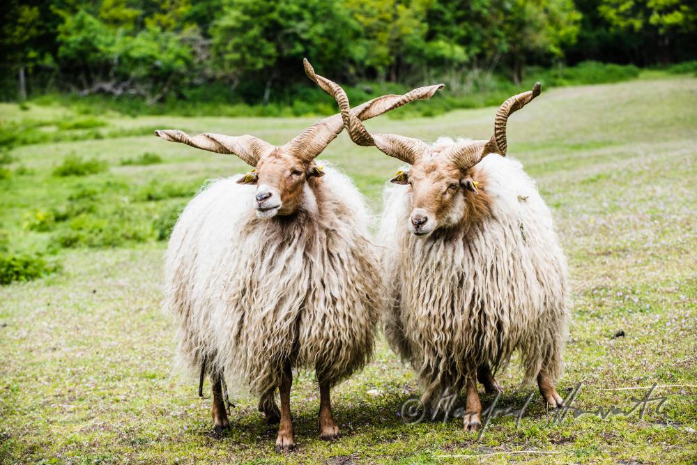 Zackelschaf im Gehege des Tierparks
