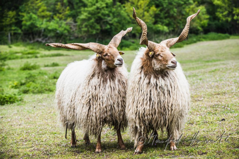 Zackelschaf im Gehege des Tierparks