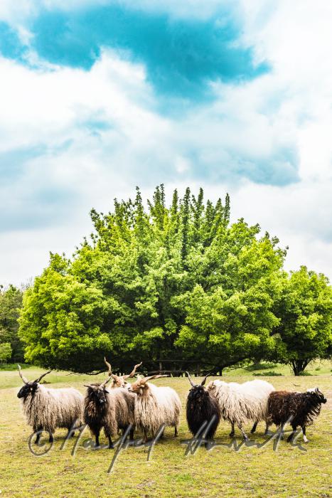 Zackelschaf im Gehege des Tierparks