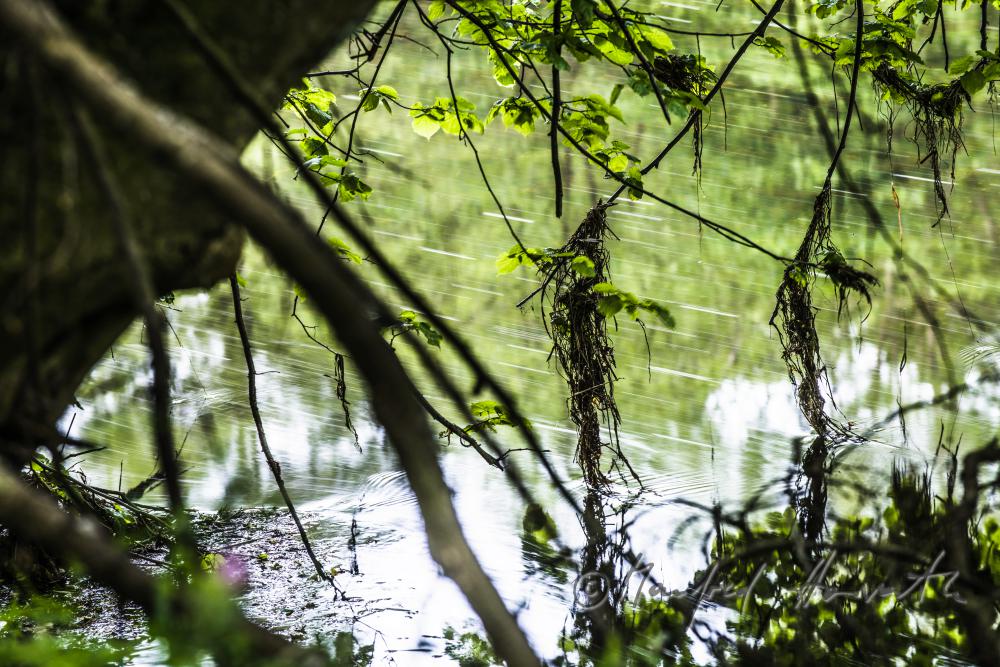 Wurzeln und Flussbett der Thaya