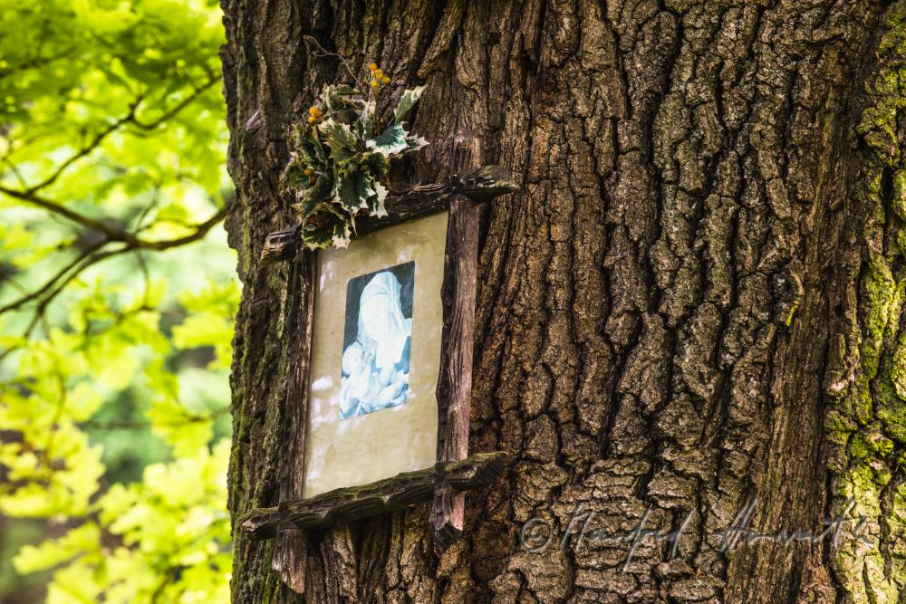 Heiligenbild auf einer alten Eiche am Wanderweg